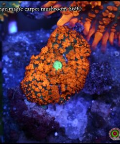 Orange magic carpet mushroom