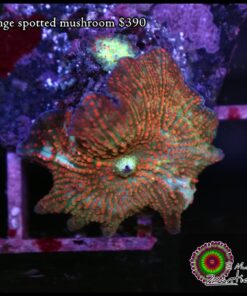 Orange spotted mushroom