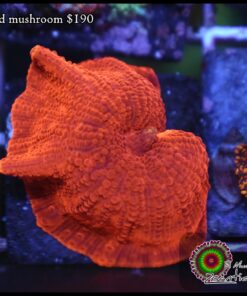Red mushroom