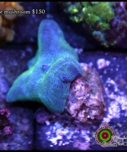 Blue mushroom