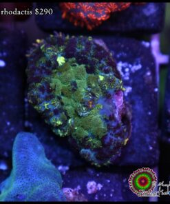 Blue rhodactis