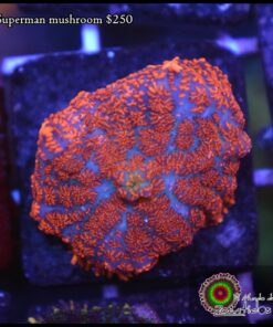 Superman mushroom
