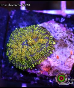 Yellow rhodactis