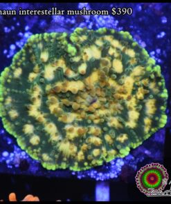 Leprechaun interestellar mushroom