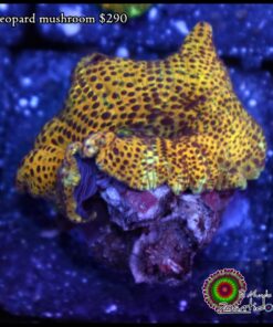 Leopard mushroom