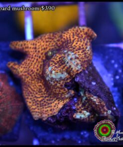 Leopard mushroom