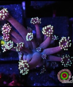 Fantascy goniopora