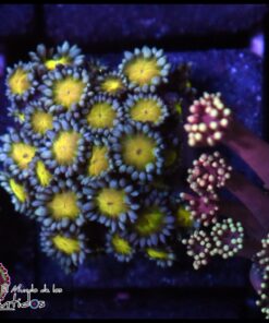 Rasta goniopora