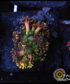 Rainbow goniopora