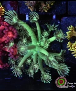 Green light goniopora