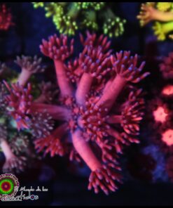 Pink goniopora