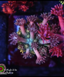 Rainbow goniopora