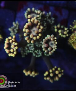 Yellow Alveopora