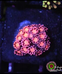 Rosaline goniopora