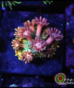 Princess peaches goniopora