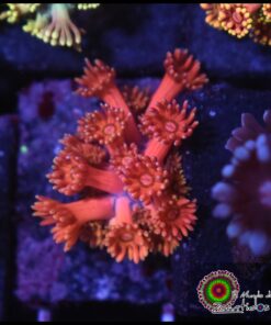 Rainbow pink goniopora