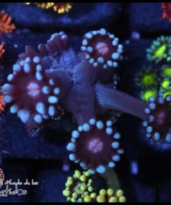 Blue goniopora