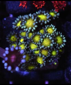 Rasta goniopora