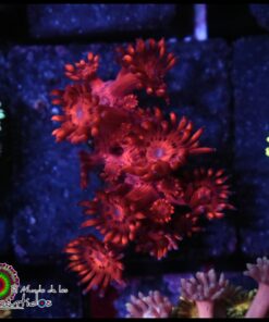 Red goniopora