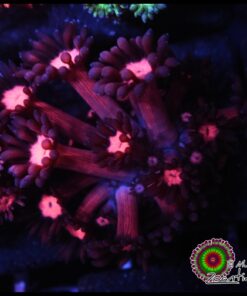 Goniopora cherry