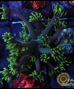 Green goniopora