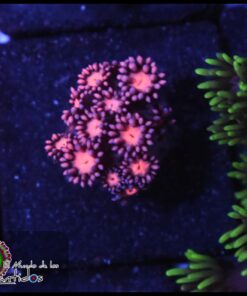 Rosaline goniopora