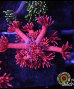 Pink goniopora