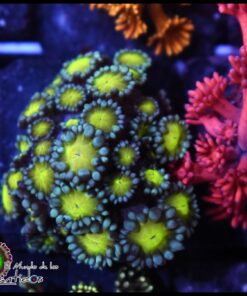 Rasta goniopora