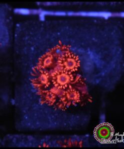 Red goniopora
