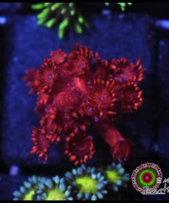 Red goniopora