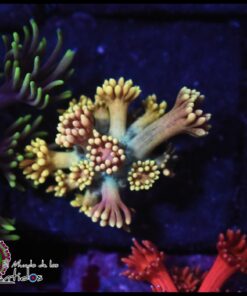 Rainbow goniopora