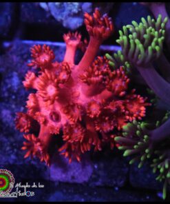 Red goniopora