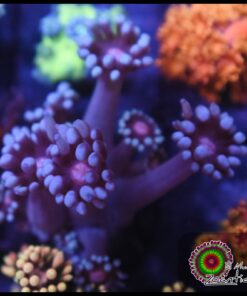 Blue goniopora