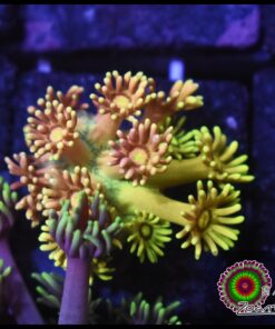 Rainbow highlighter goniopora