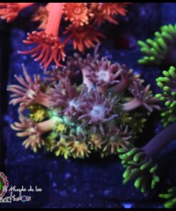 Rainbow goniopora