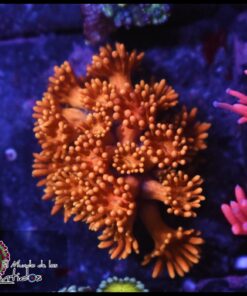 Solar flare goniopora