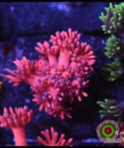 Pink goniopora