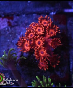 Red goniopora