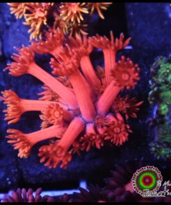 Rainbow pink goniopora