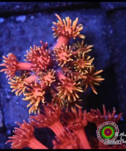 Rainbow goniopora