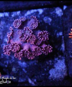 Violet goniopora