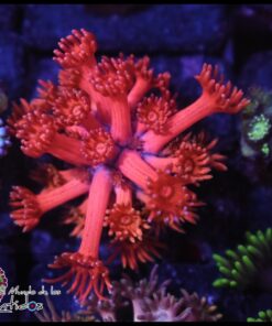 Rainbow pink goniopora