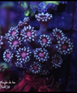 Blue goniopora