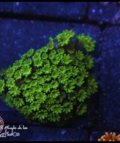 Green microgoniopora
