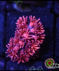 Pink goniopora