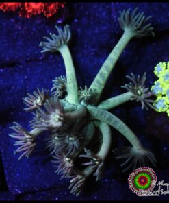 Mint goniopora