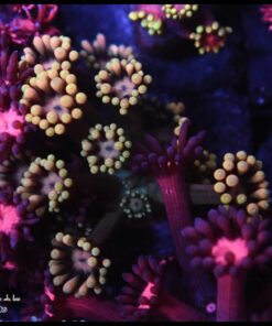 Yellow goniopora