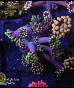 Purple goniopora