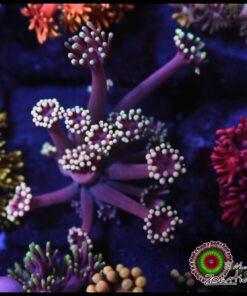 Fantascy goniopora