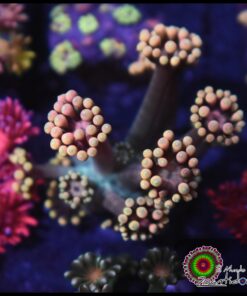 Yellow goniopora